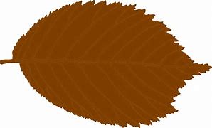 Image result for Autumn Leaf Transparent