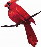 Image result for Red Bird and Tree Branch Illustration