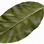 Image result for Bay Leaf Illustration