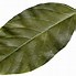 Image result for Printable Real Leaf