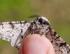 Image result for Peppered Moth Origins