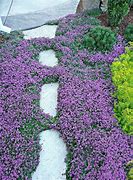 Image result for Creeping Ground Cover Plants