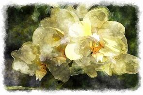 Image result for Yellow Orchid Watercolor