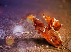 Image result for Factal Leaf