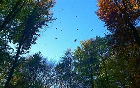 Image result for Free Printables of Fall Leaves