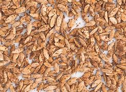 Image result for Pie Pumpkin Seeds