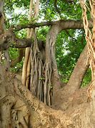 Image result for Jungle Tree Images