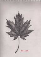 Image result for Maple Leaf Drawing Template