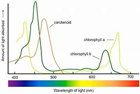 Image result for Light Affecting Photosynthesis