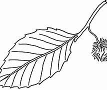 Image result for Coloring Picture of Leaf