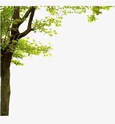 Image result for Tree Branch Border for Sign