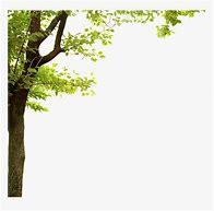 Image result for Tree Branch Border Clip Art