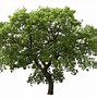 Image result for Oak Tree Silhouette No Background