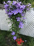 Image result for Flowering Vines