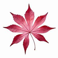 Image result for Maple Leaf with Circle Greeen