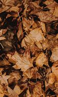 Image result for Leaf Pics No Background