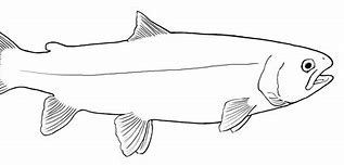 Image result for Trout Fish Coloring Pages