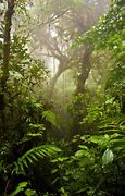 Image result for Jungle Trees Aesthetic