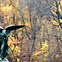 Image result for Fall Foliage Events in Clinton County New York