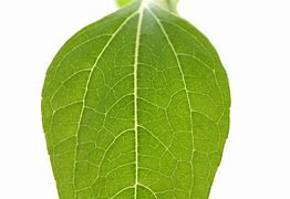 Image result for Leaf Pile Texture