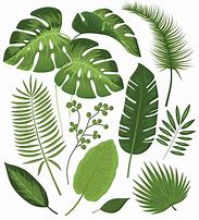 Image result for Leaves Vector Free