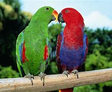 Image result for Birds to Color