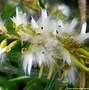 Image result for Willow Flower