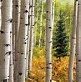 Image result for Aspen Tree Sky