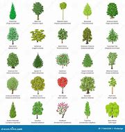 Image result for Tree Types Line Art