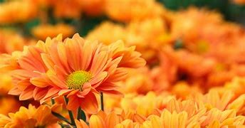 Image result for Orange Abstract Flowers