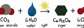 Image result for Photosynthesis Equation Reactants