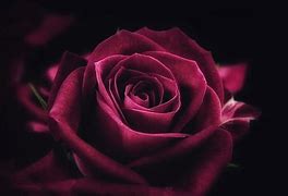 Image result for Dark Maroon Roses