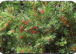 Image result for Evergreen Wintercreeper Shrub with Red Berries