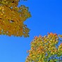 Image result for Autumn Leaves Japanese Maple