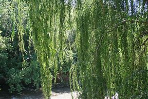 Image result for Weeping Willow Tree Branch