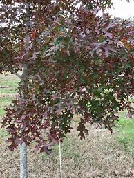 Image result for Quercus Coccinea Scarlet Oak