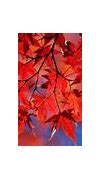 Image result for Red Maple Tree Landscape