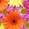 Image result for Bright Colored Flowers