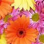 Image result for Bright Colored Flowers