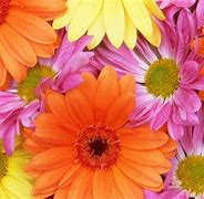 Image result for Bright Colored Flowers