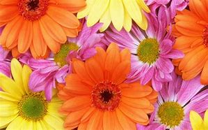 Image result for Bright Colored Flowers