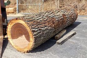 Image result for Oak Tree Log