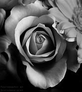 Image result for Black and Grey Rose