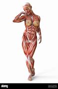 Image result for Human Body No Skin