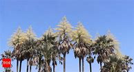 Image result for Talipot Palm Flower