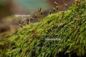 Image result for Plant Life Cycle Cut and Paste