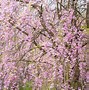 Image result for Flowers in Japan Province