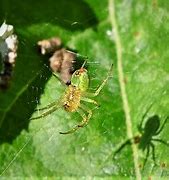 Image result for DIY Halloween Spider