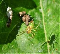 Image result for Halloween Dropping Spider