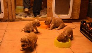 Image result for Mini English Cocker Spaniel Puppies